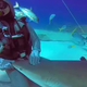 Illustration for article titled This shark likes to be pet like a dog